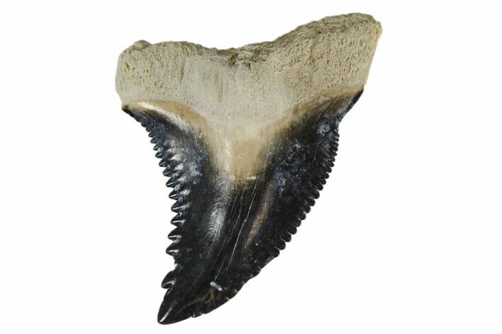 Fossil Shark Tooth (Hemipristis) - Bone Valley, Florida #113812